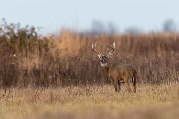 Day, Richard and Susan 아티스트의 White-tailed Deer-Odocoileus virginianus-buck-Marion County-Illinois작품입니다.